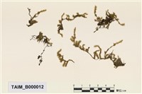 Aerobryopsis longissima (Doz. Et Molk.) Fleisch. Collection Image, Figure 1, Total 8 Figures